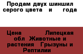 Продам двух шиншил серого цвета 4 и 2.5 года  › Цена ­ 2 300 - Липецкая обл. Животные и растения » Грызуны и Рептилии   